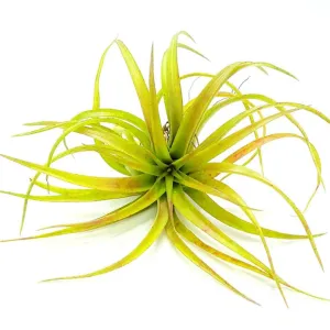 Brachycalous Select Air Plant