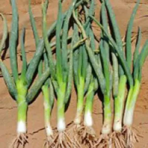 Evergreen Hardy White Bunching Onion